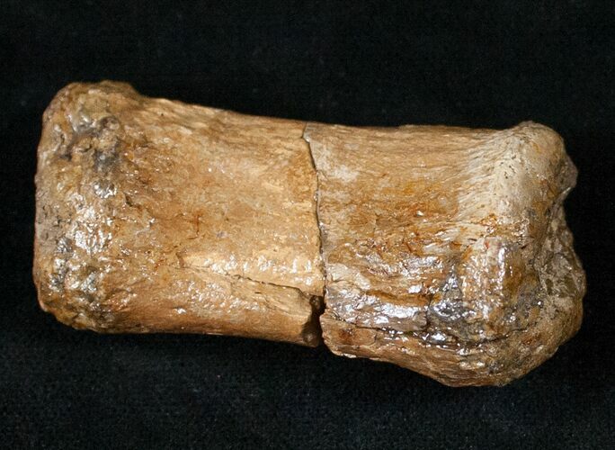 Bargain Dinosaur Bone - Hadrosaur Metatarsal (Toe) #13993